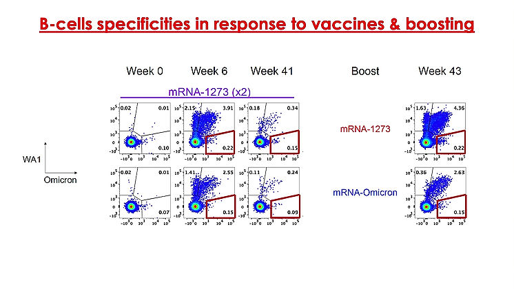 mRNA-1273 or mRNA-Omicron boost in vaccinated macaques elicits similar B cell expansion, neutralizing responses, and protection from Omicron